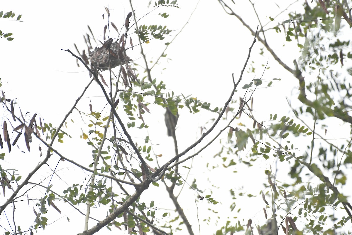 Asian Barred Owlet - ML635434894