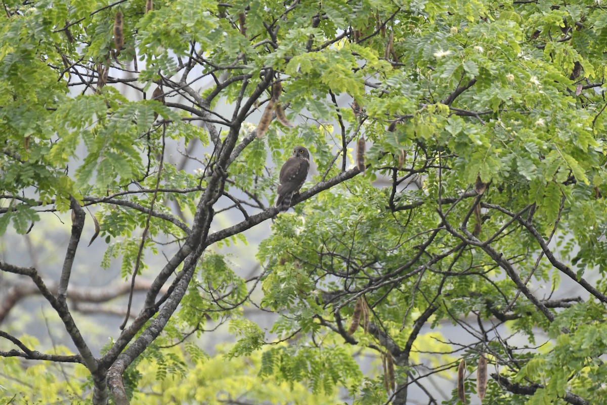 Brown Boobook - ML635434960
