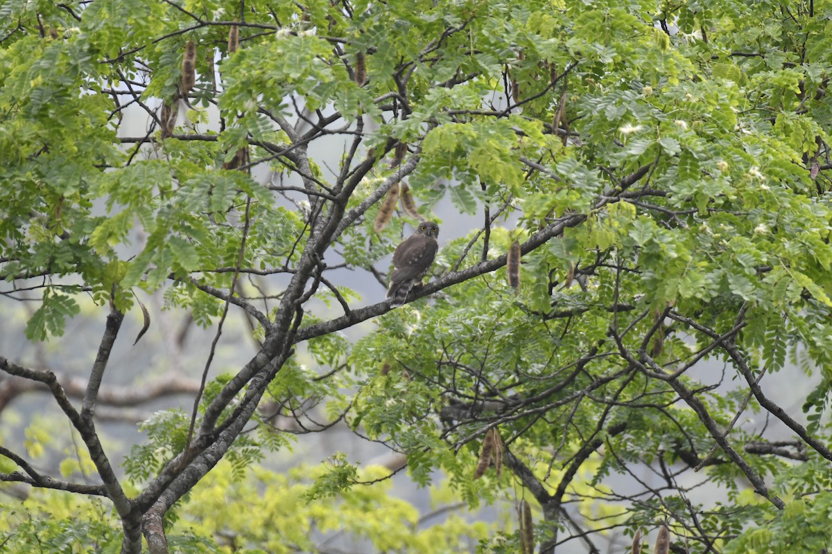 Brown Boobook - ML635434962