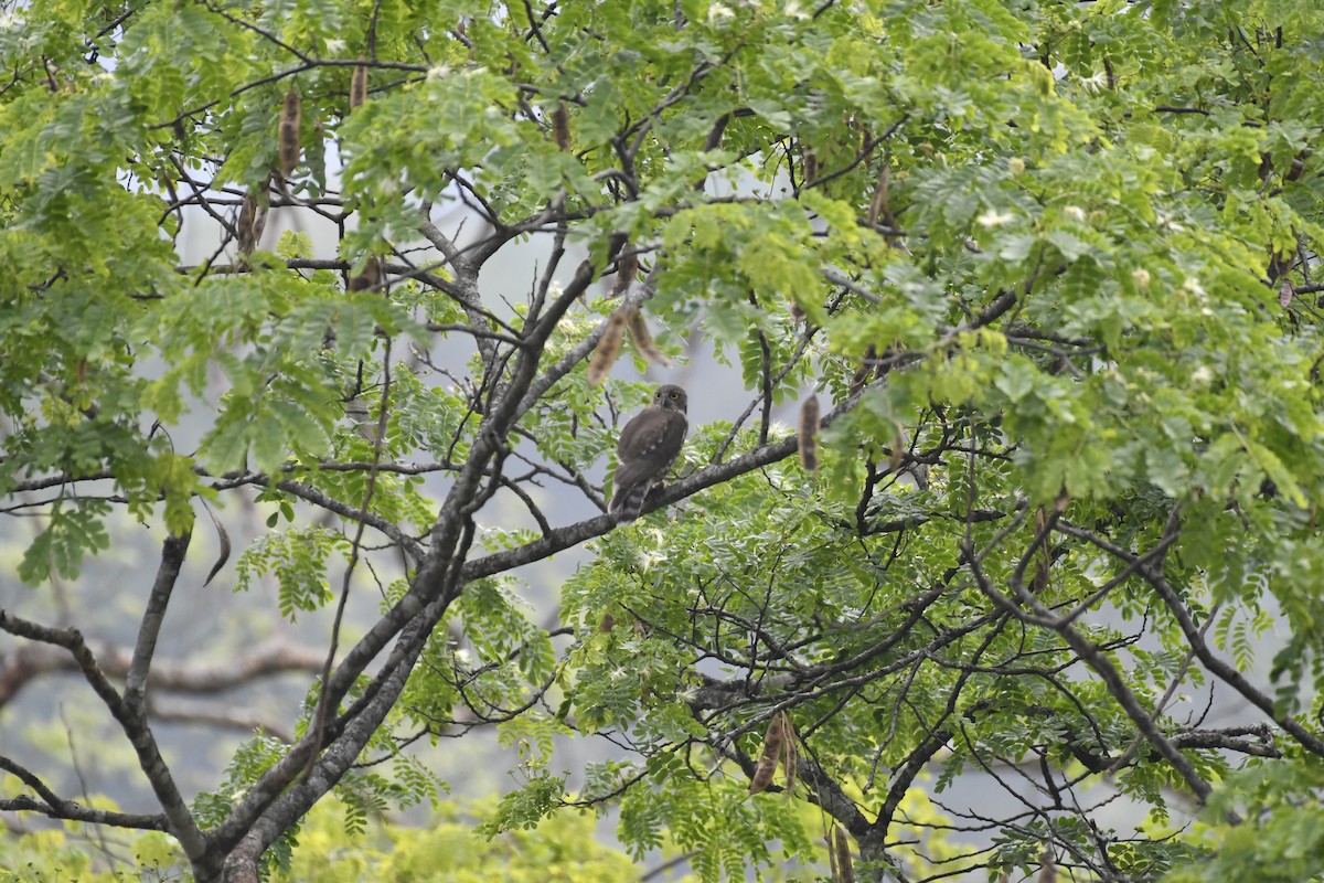 Brown Boobook - ML635434963