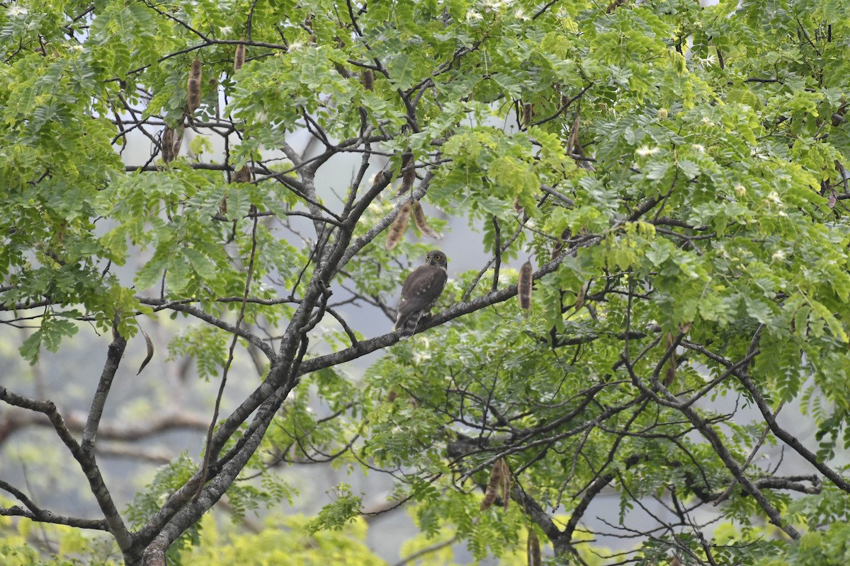 Brown Boobook - ML635434964