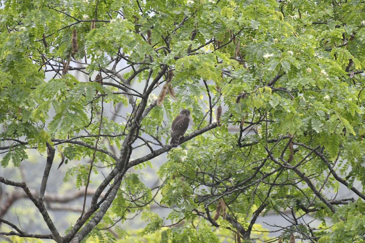 Brown Boobook - ML635434965