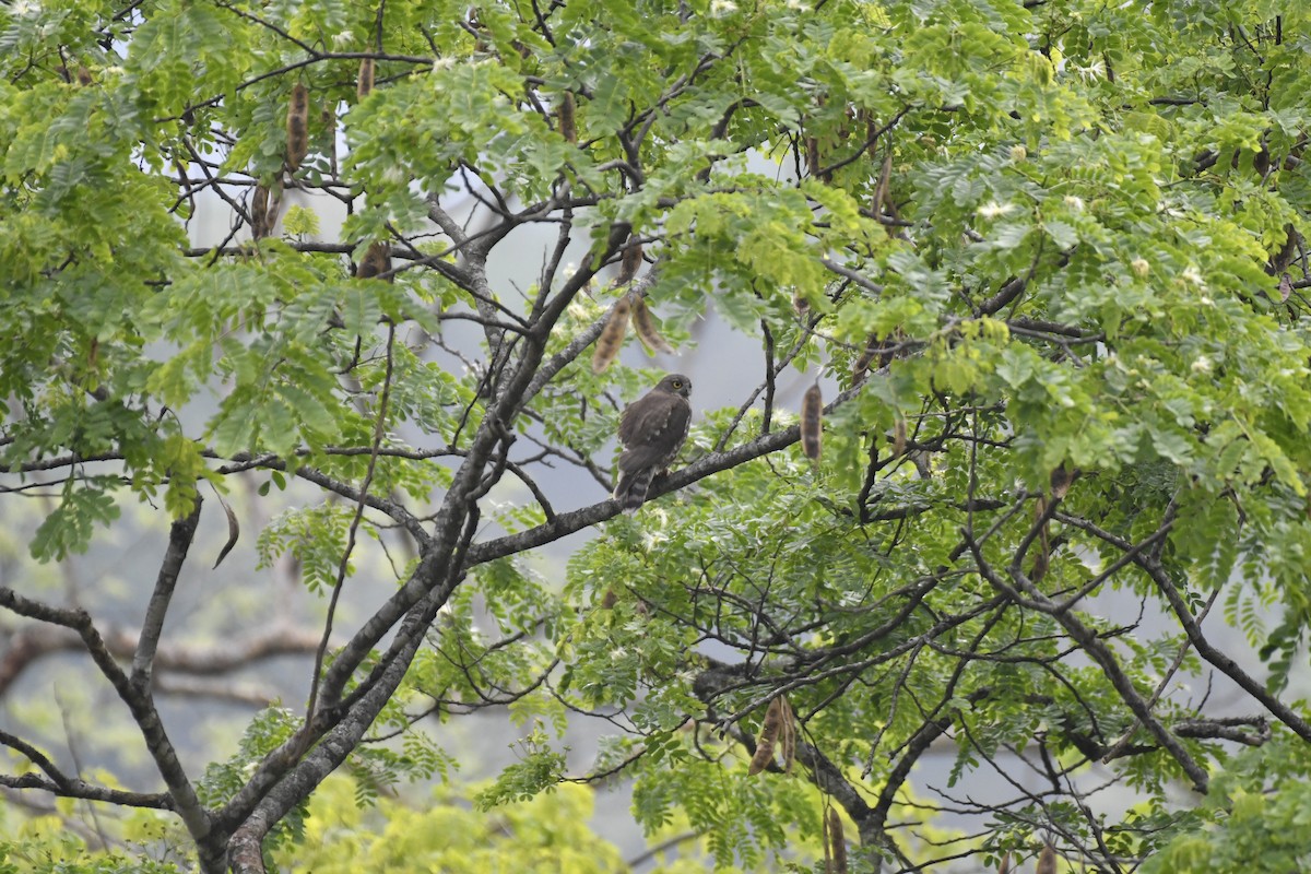 Brown Boobook - ML635434968