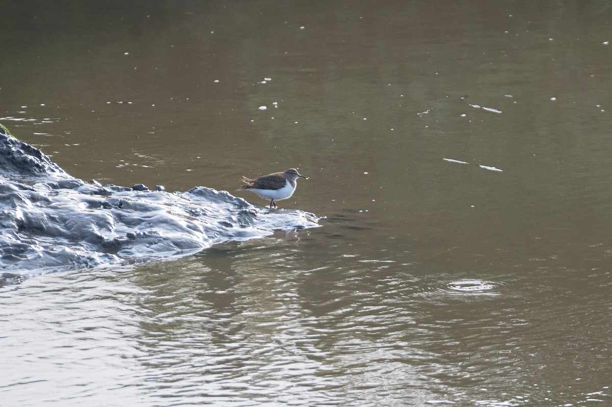 Common Sandpiper - ML635435063