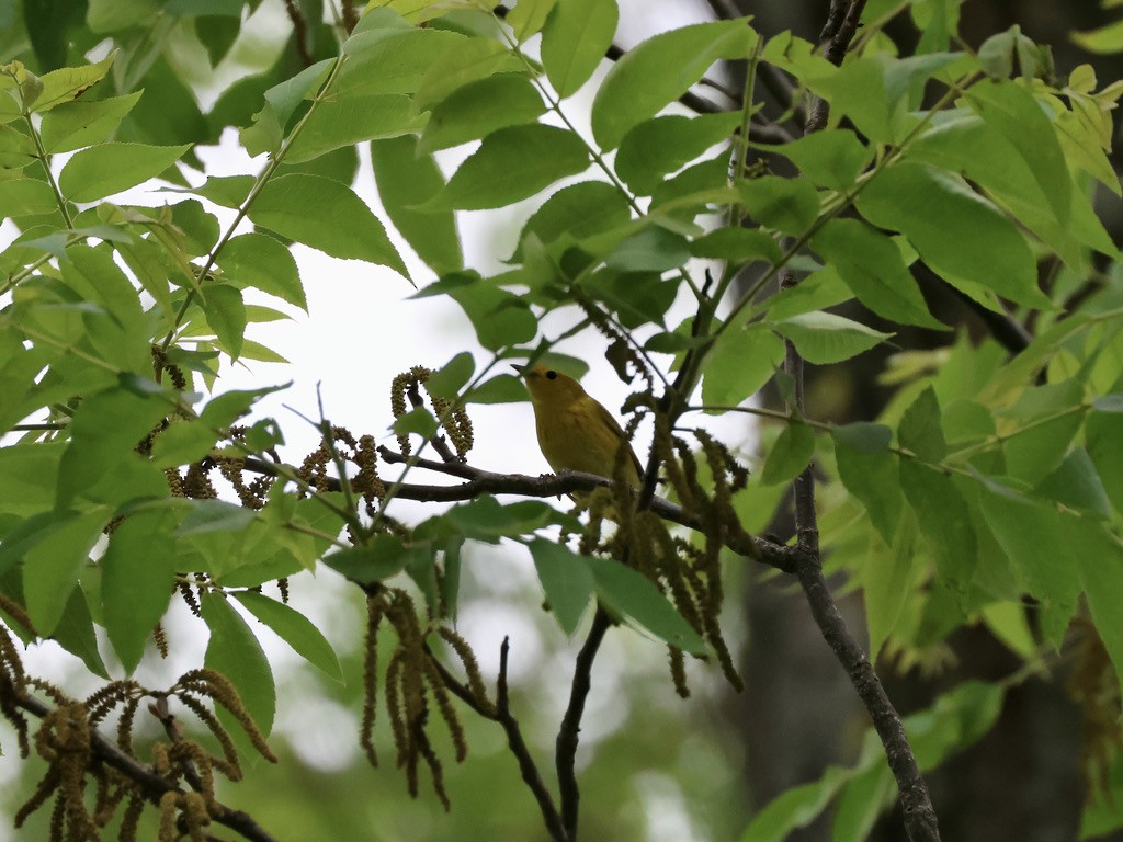 Paruline jaune - ML635435094
