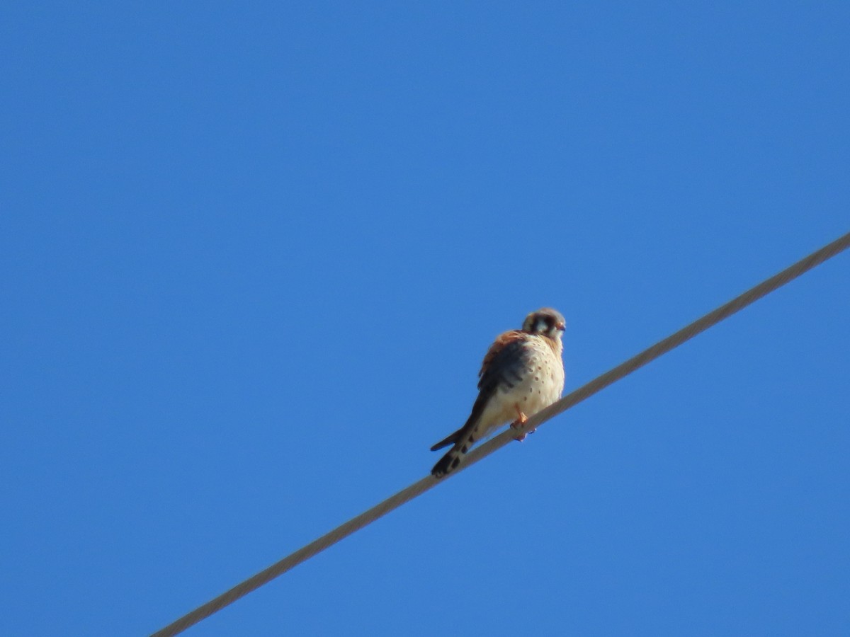 American Kestrel - ML635435235
