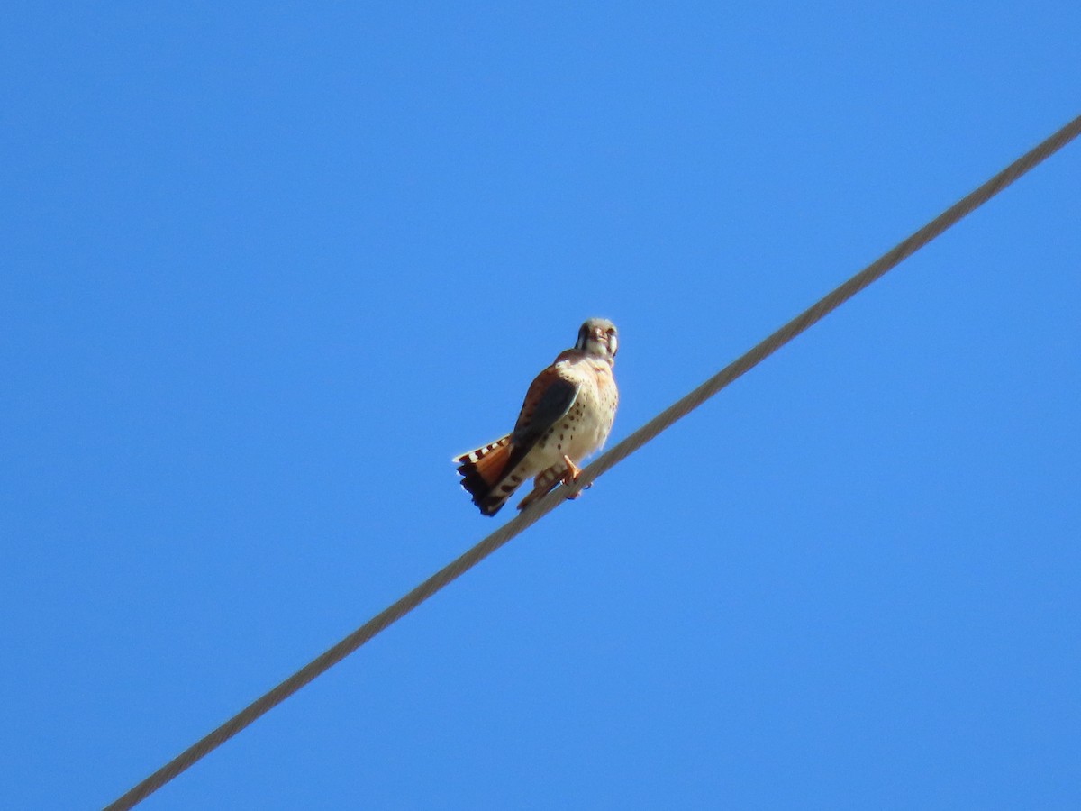 American Kestrel - ML635435237