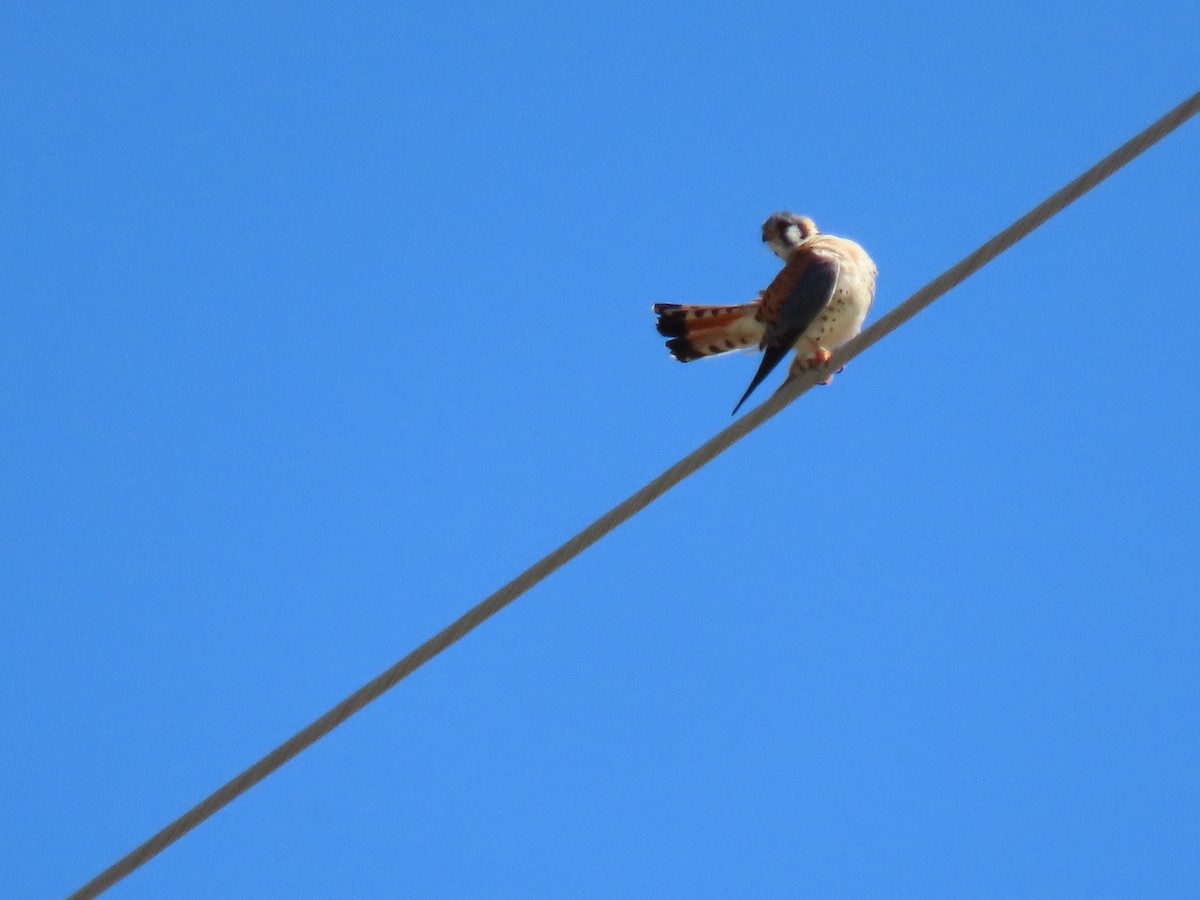 American Kestrel - ML635435238