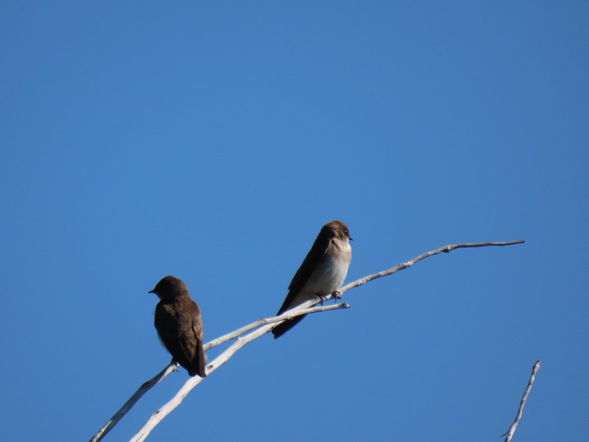 Northern Rough-winged Swallow - ML635435257