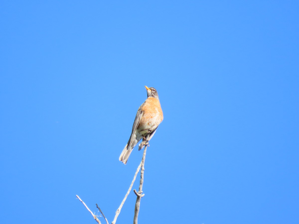 American Robin - ML635435302