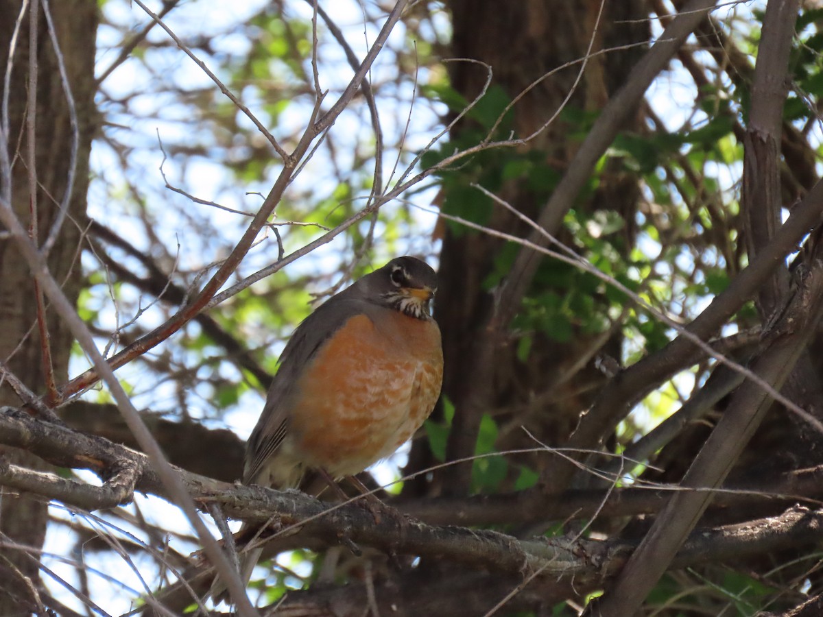 American Robin - ML635435303
