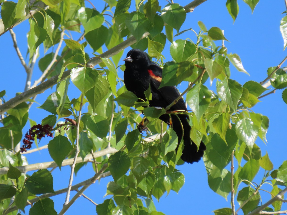Red-winged Blackbird - ML635435325