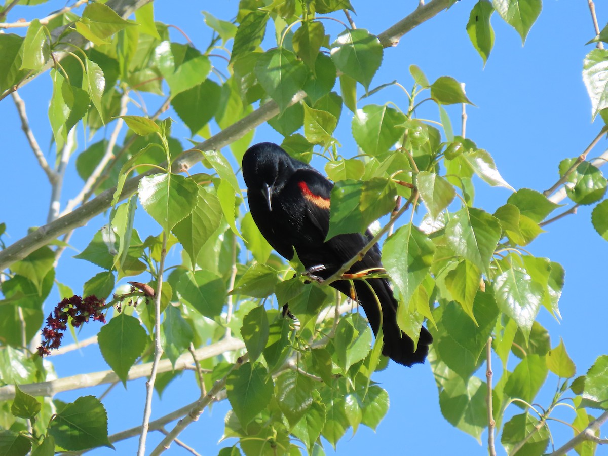 Red-winged Blackbird - ML635435326