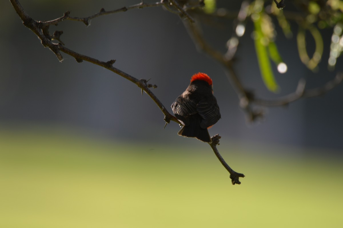 Vermilion Flycatcher - ML635435381