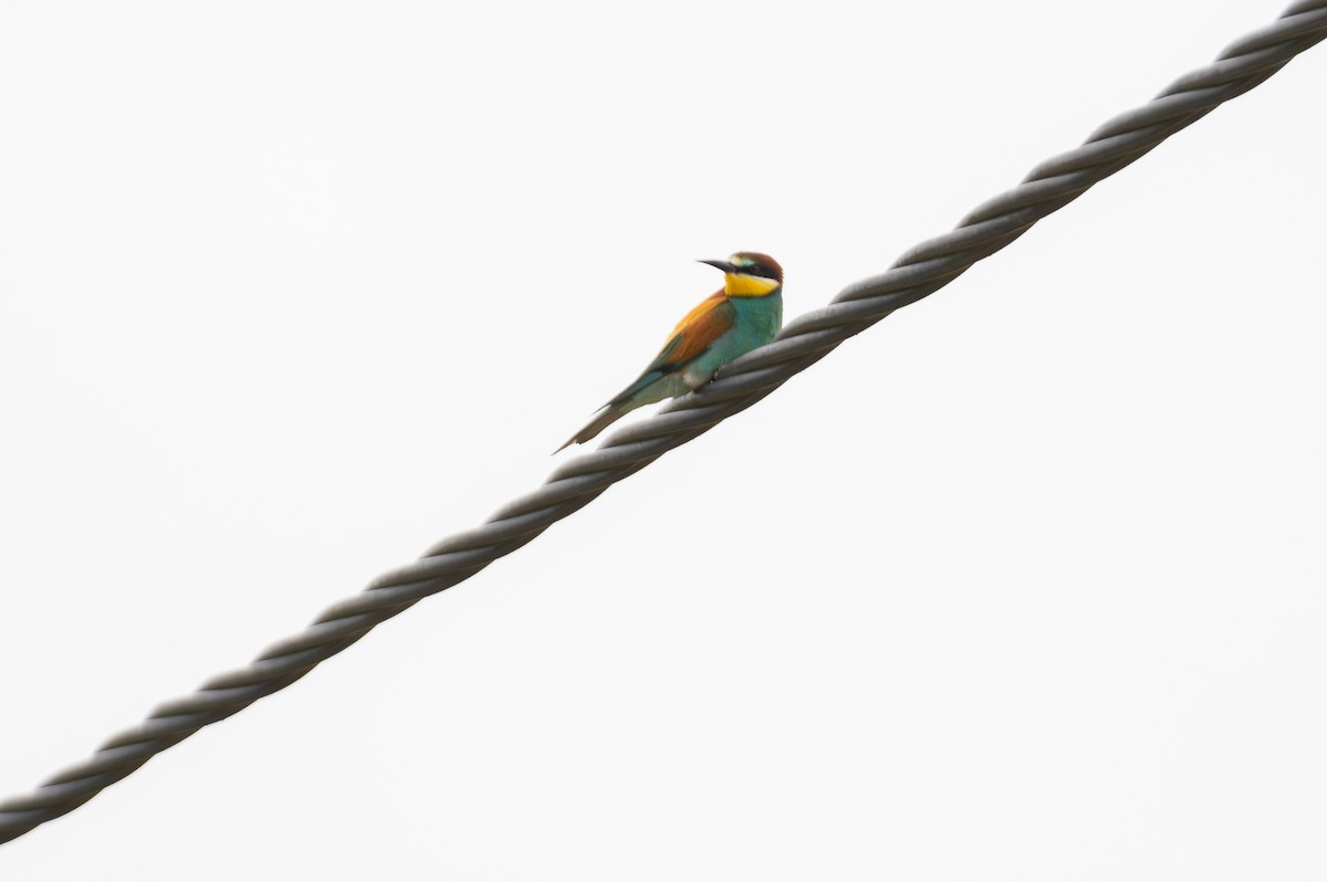 Erle-txori eurasiarra - ML635435415