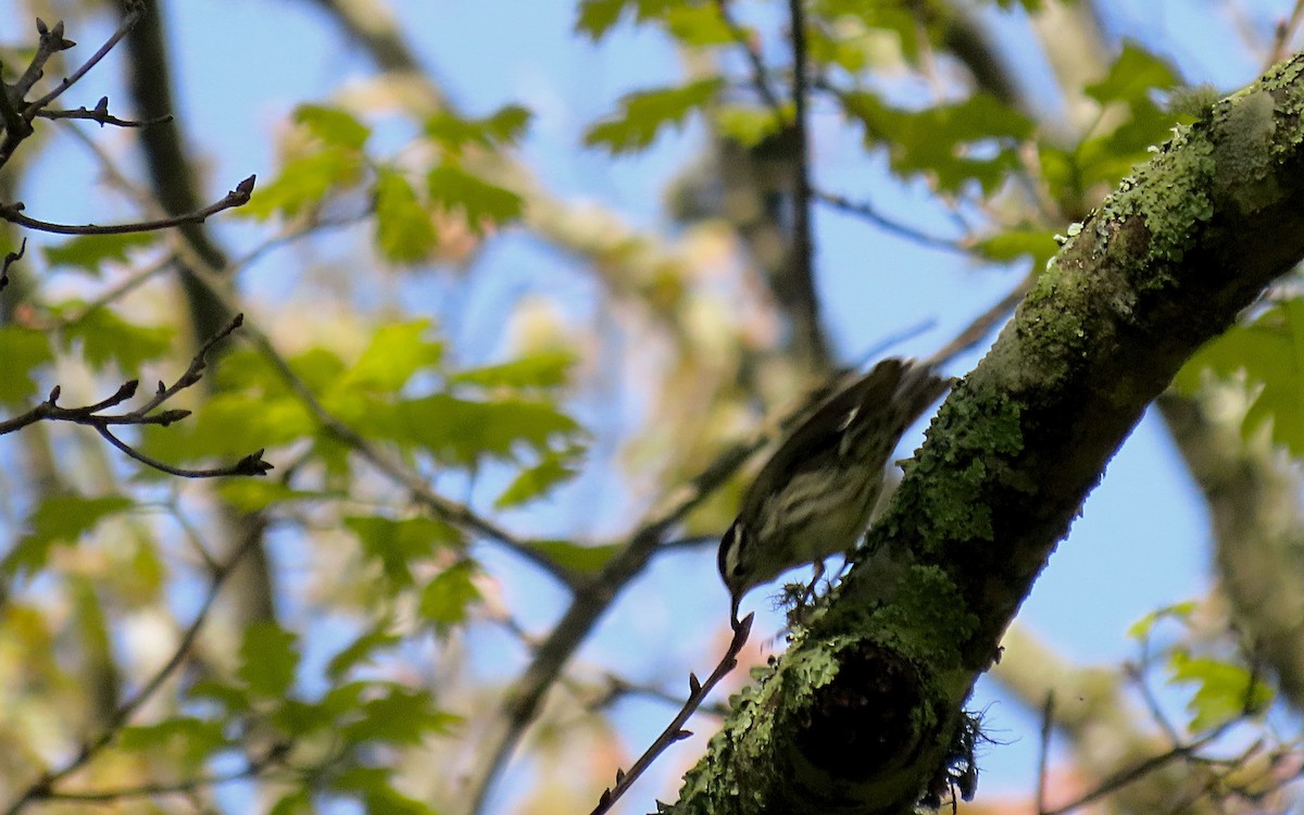 Black-and-white Warbler - ML635435517