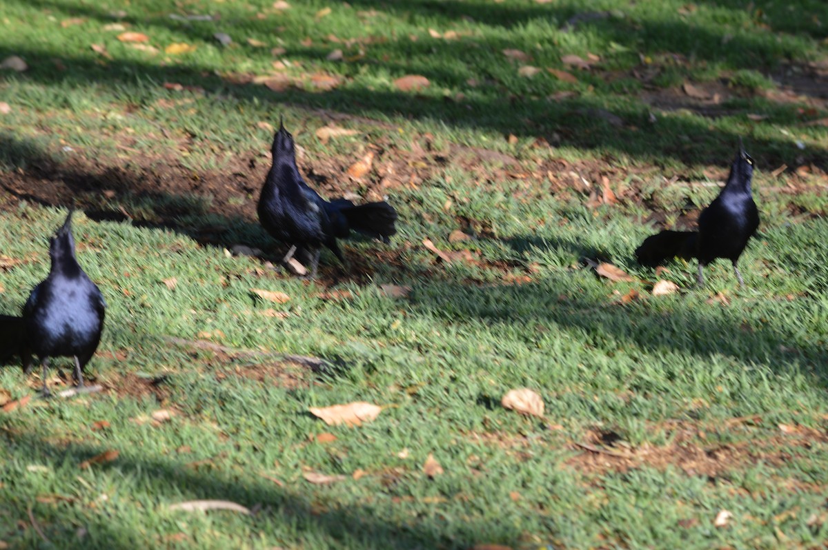 Great-tailed Grackle - ML635435570