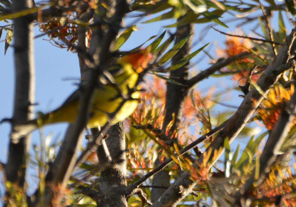 Western Tanager - ML635435598