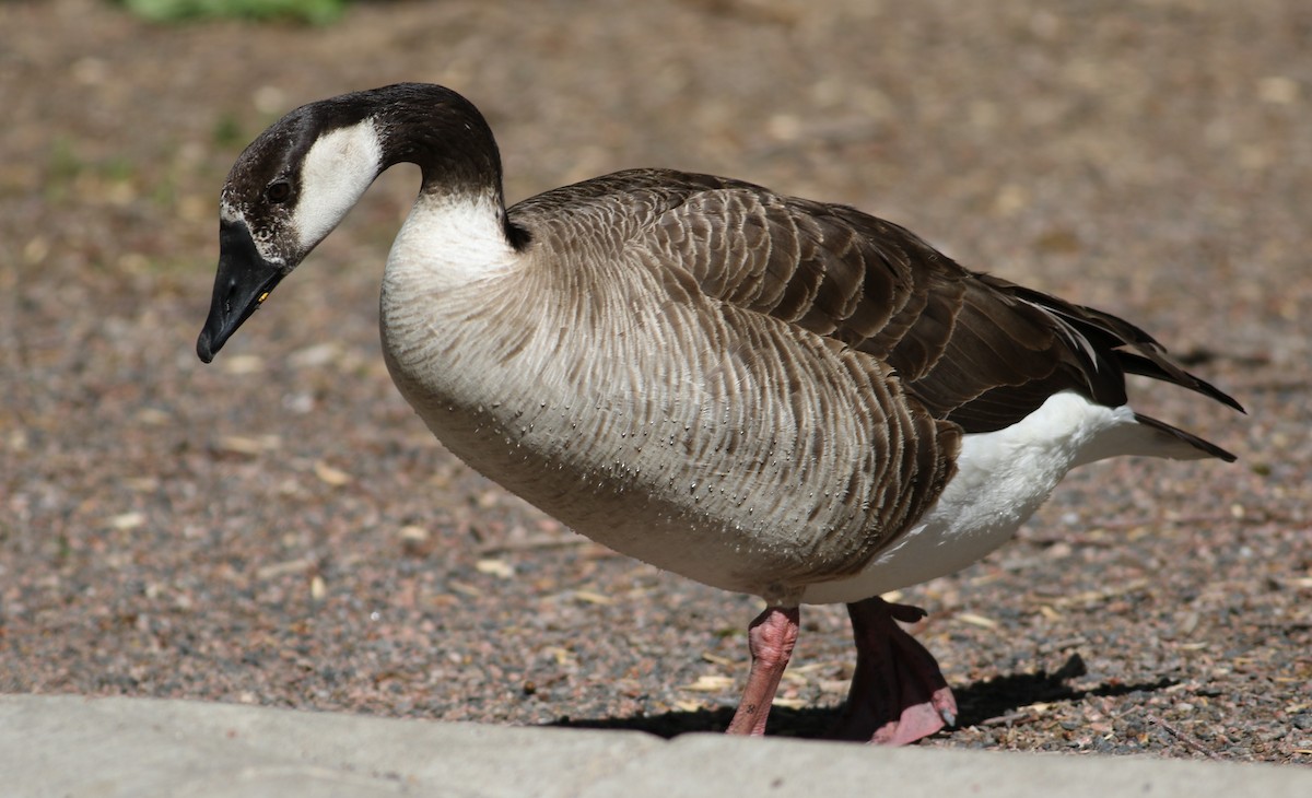 Graylag x Canada Goose (hybrid) - ML635435616