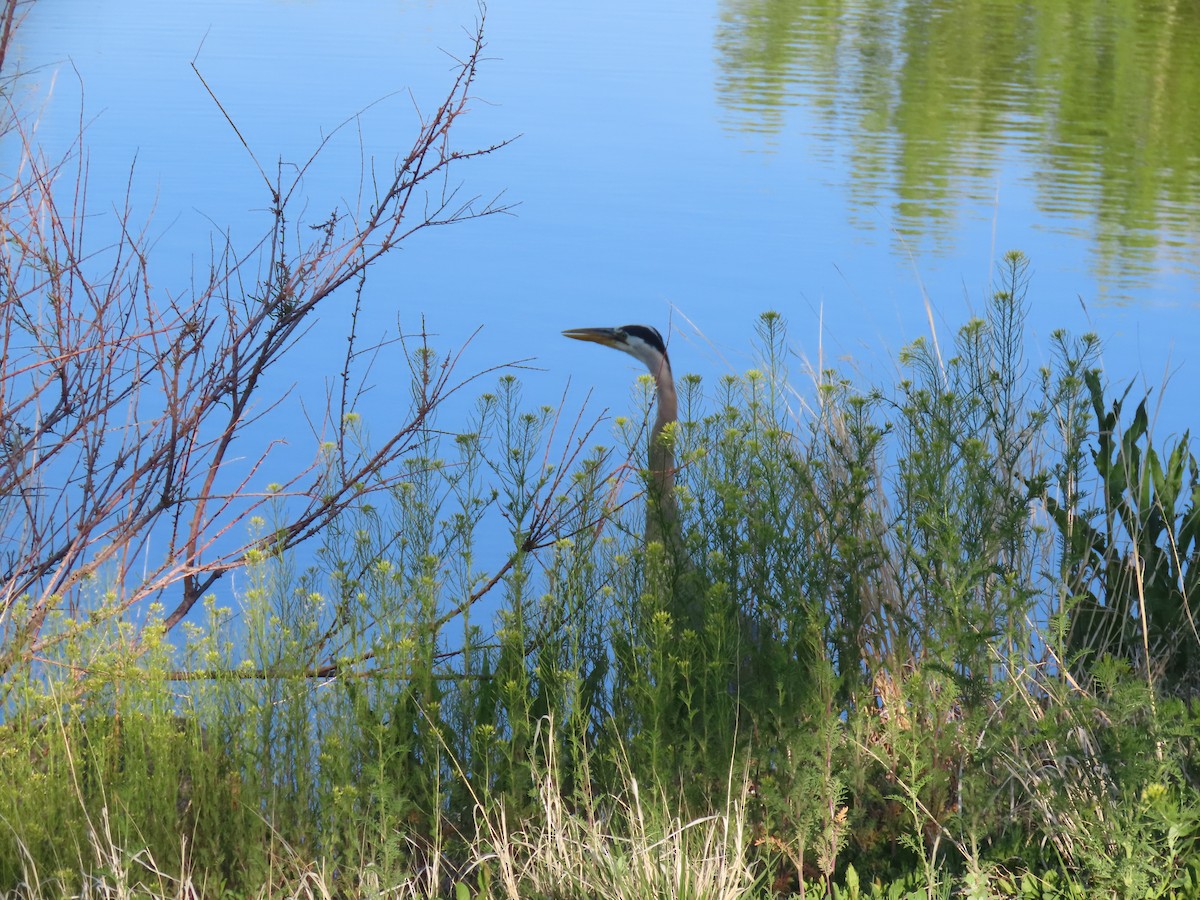 Great Blue Heron - ML635435704