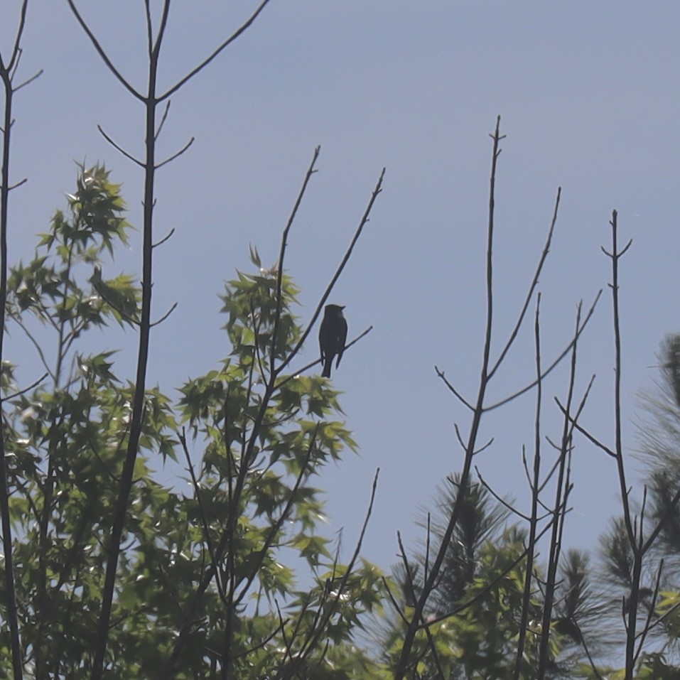 Olive-sided Flycatcher - ML635435719
