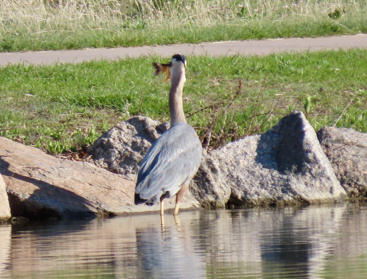 Great Blue Heron - ML635435738