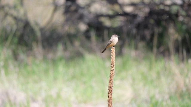 Say's Phoebe - ML635435756