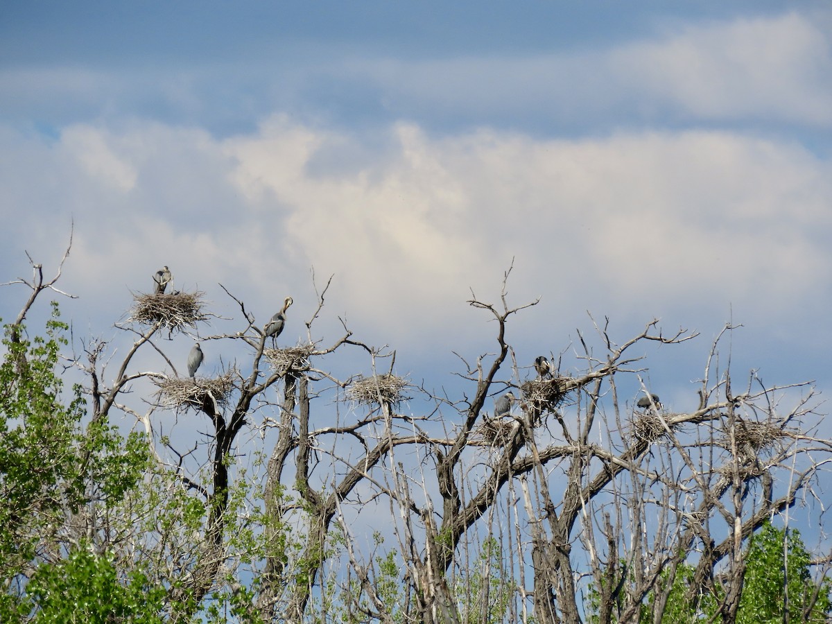 Great Blue Heron - ML635435757