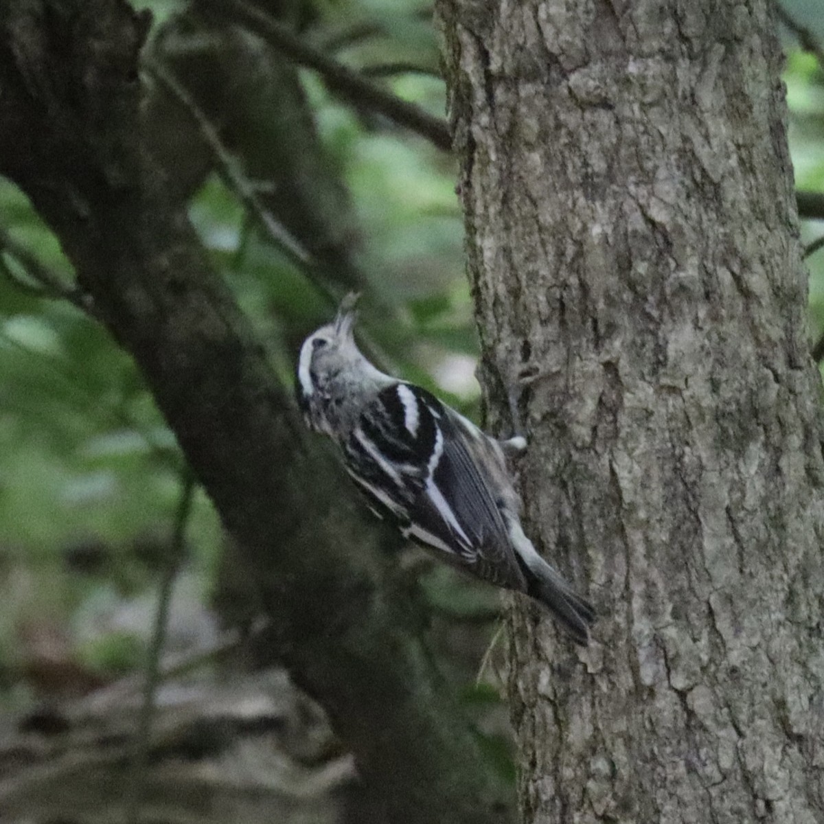 Black-and-white Warbler - ML635435759