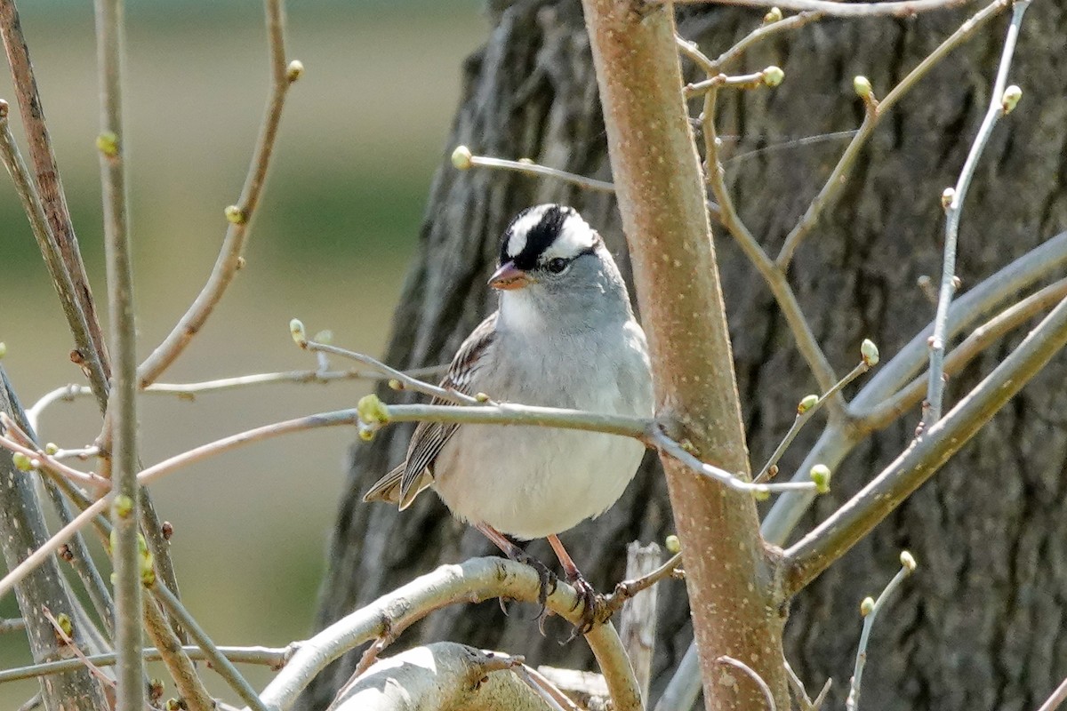 White-crowned Sparrow - ML635435779