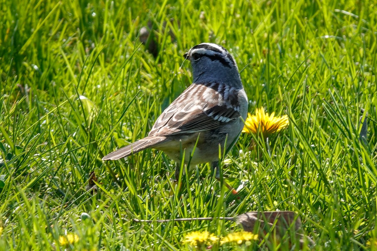 White-crowned Sparrow - ML635435780