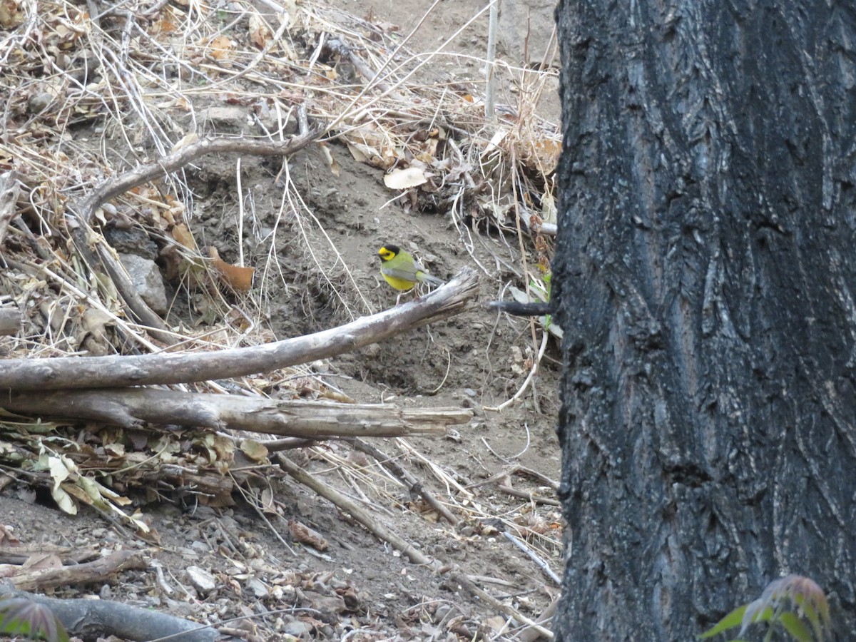 Hooded Warbler - ML635435786