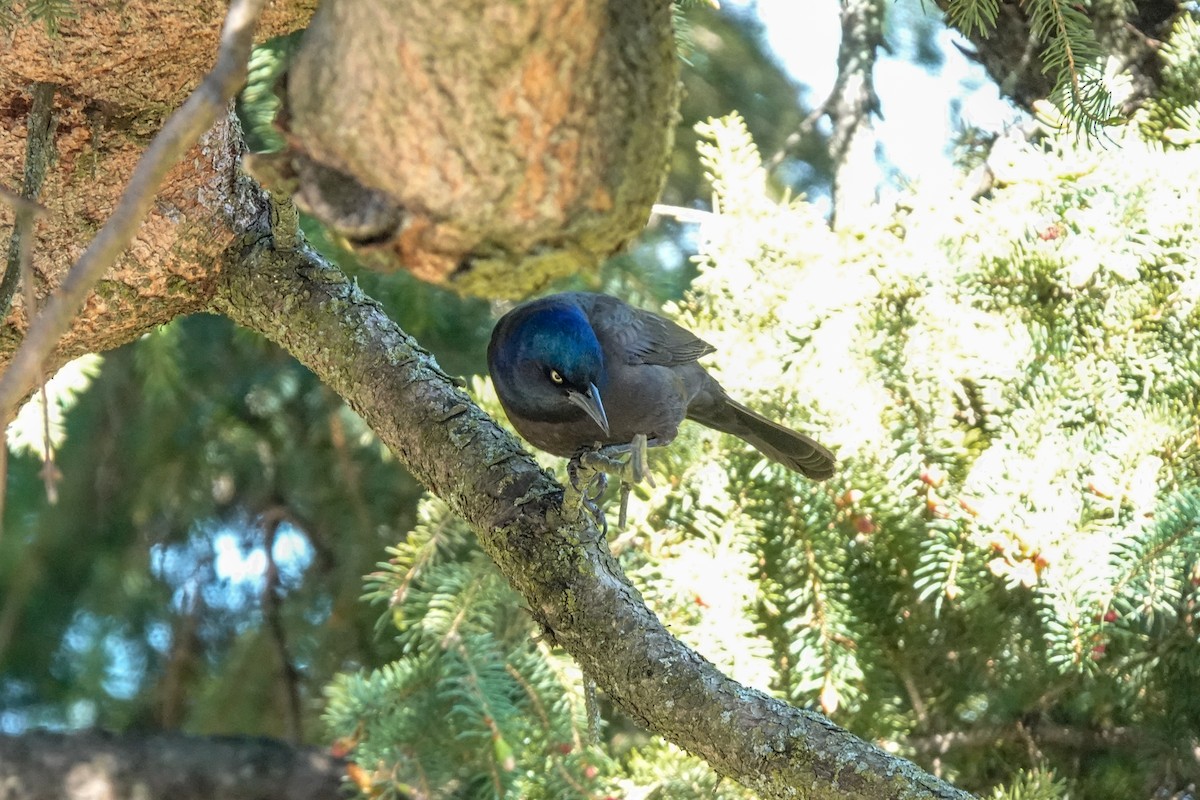 Common Grackle - ML635435796