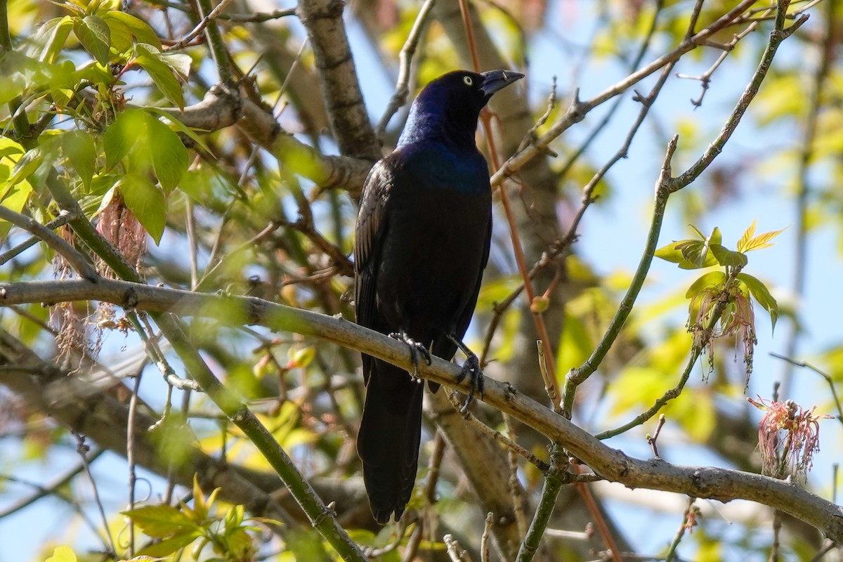 Common Grackle - ML635435797