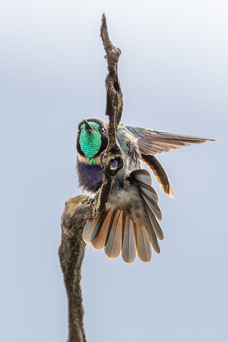 Hyacinth Visorbearer - ML635435815