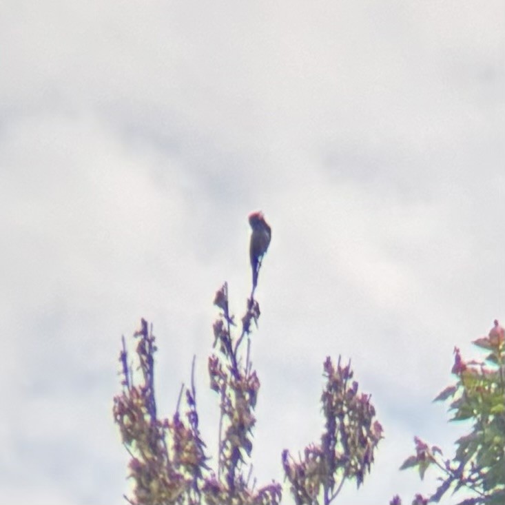 Blue Grosbeak - ML635435886
