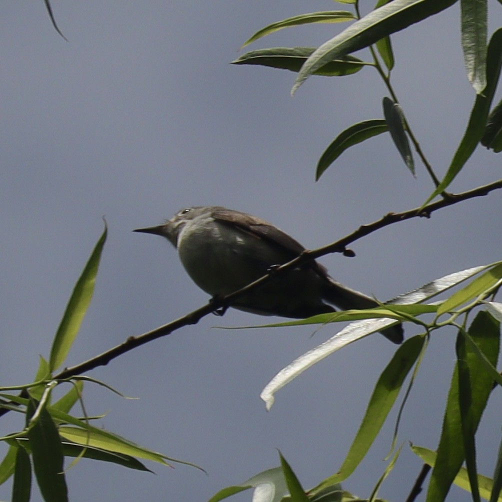 Blue-gray Gnatcatcher - ML635436024