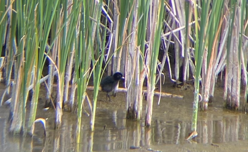 Virginia Rail - ML635436033