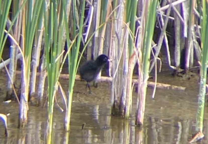 Virginia Rail - ML635436034