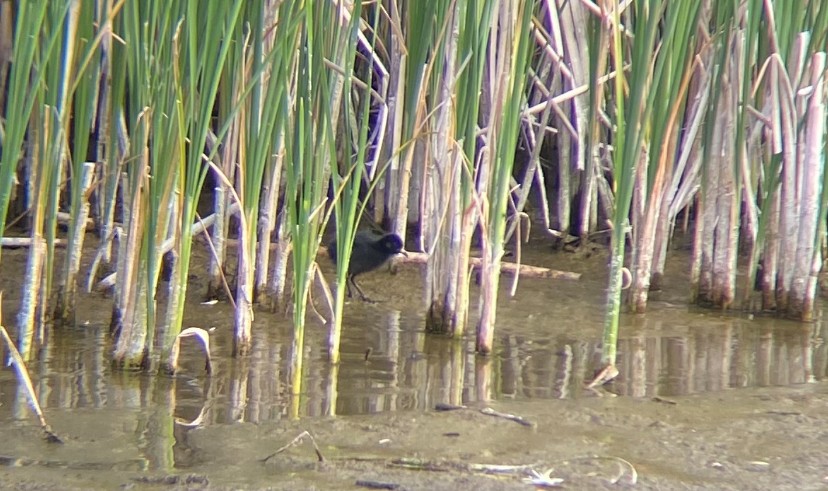 Virginia Rail - ML635436035