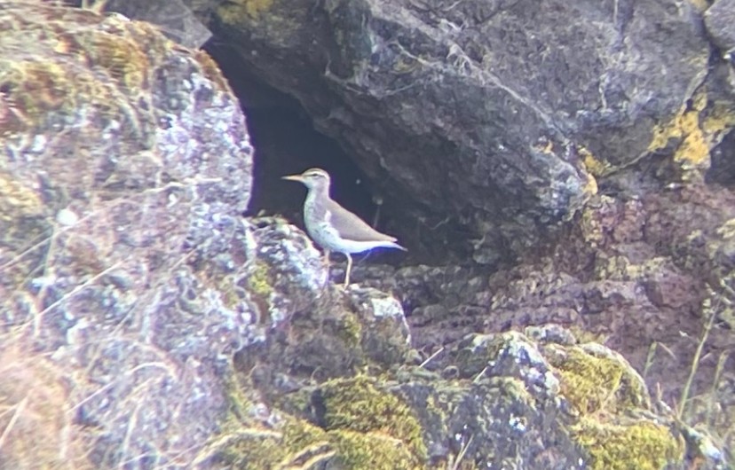 Spotted Sandpiper - ML635436071