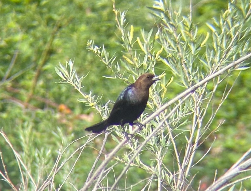 Brown-headed Cowbird - ML635436099