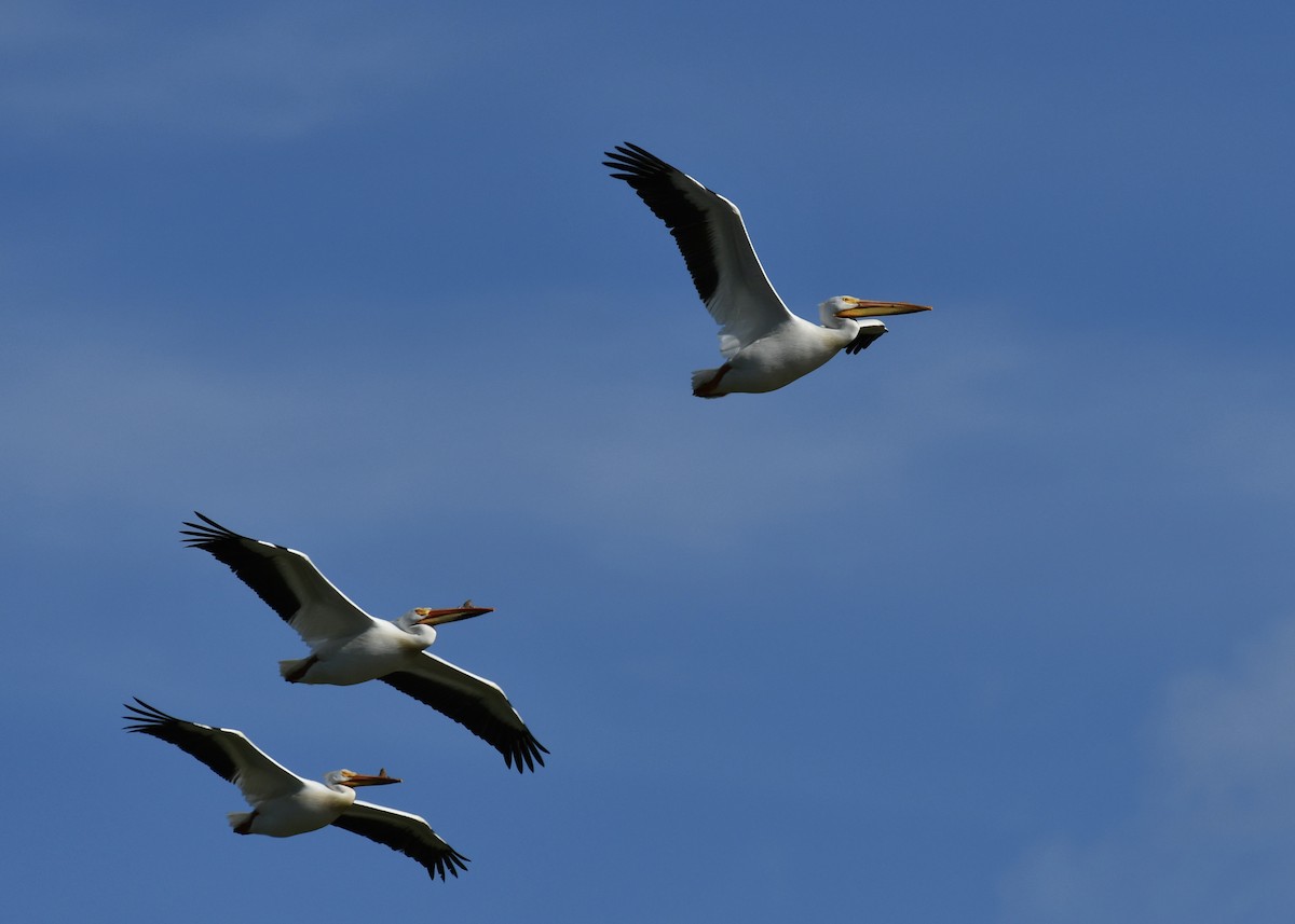 American White Pelican - ML635436173