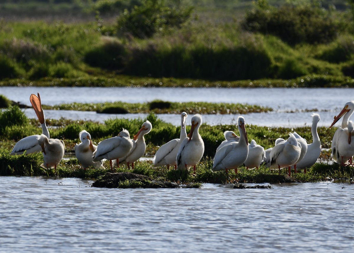 American White Pelican - ML635436174