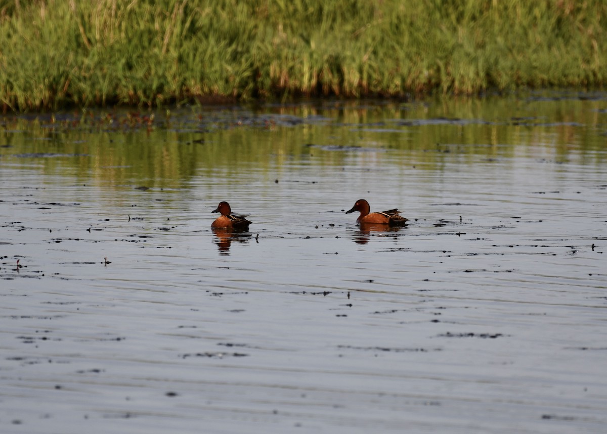 Cinnamon Teal - ML635436203