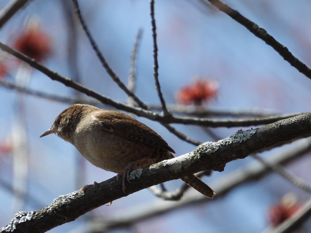 Northern House Wren - ML635436216