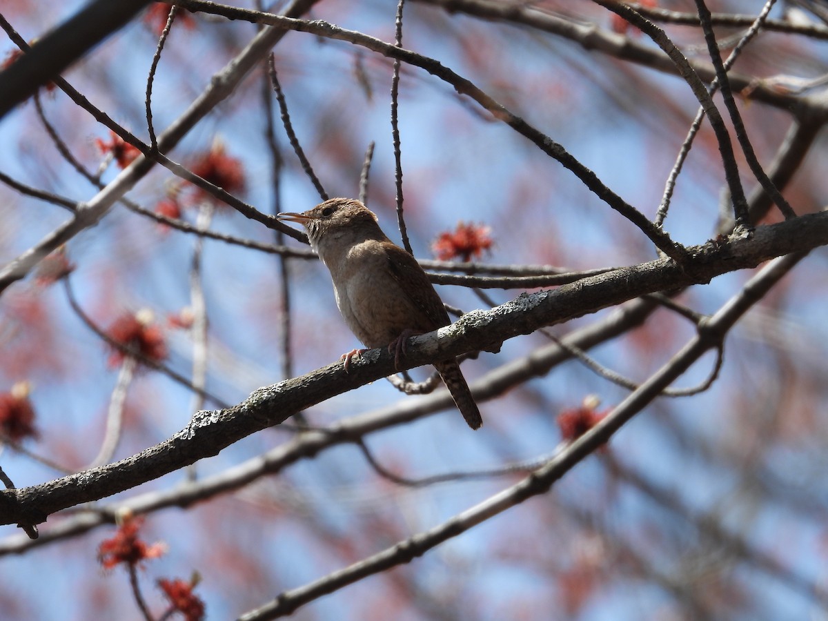 Northern House Wren - ML635436253