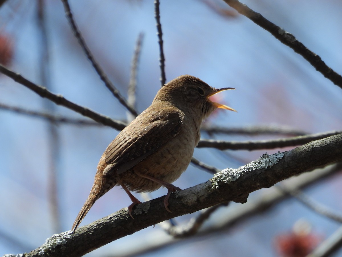 Northern House Wren - ML635436266