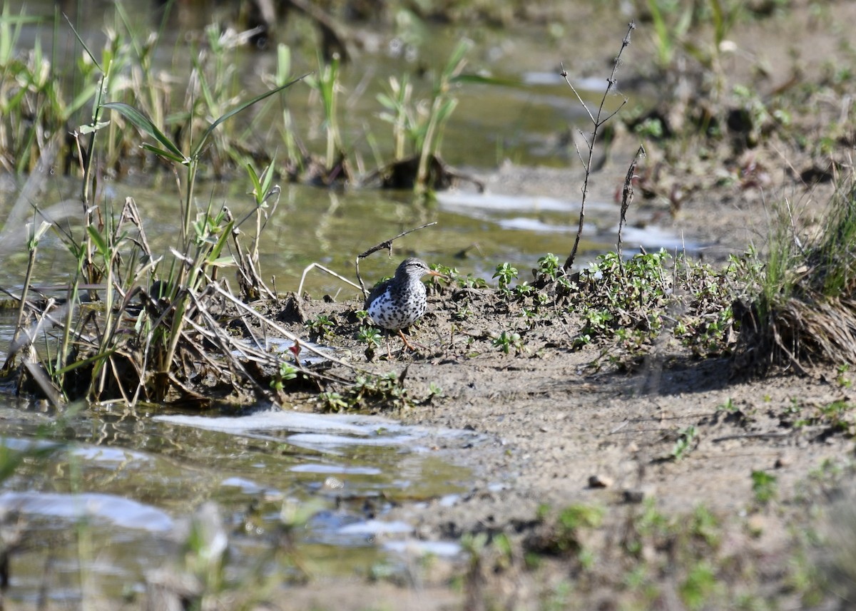 Spotted Sandpiper - ML635436315