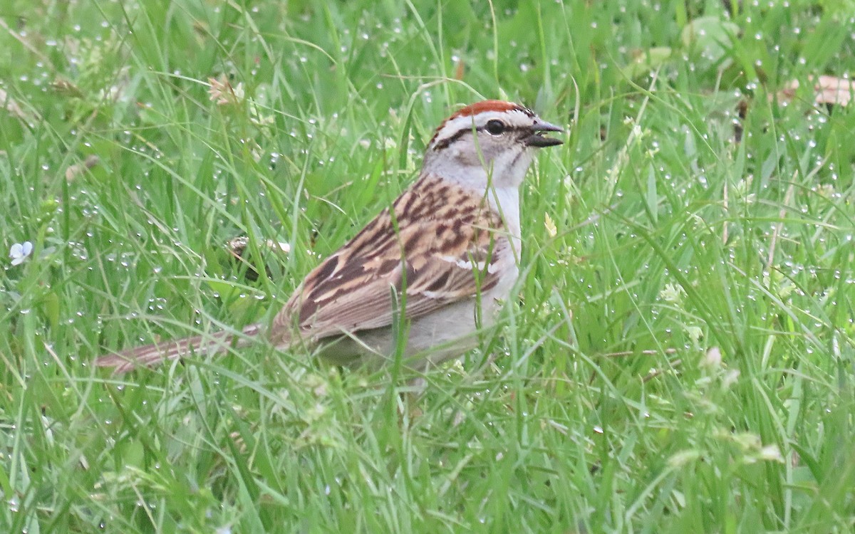 Chipping Sparrow - ML635436324